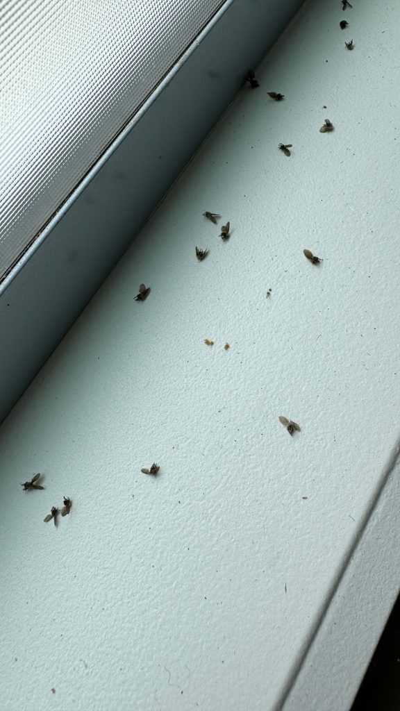 This is a sample image